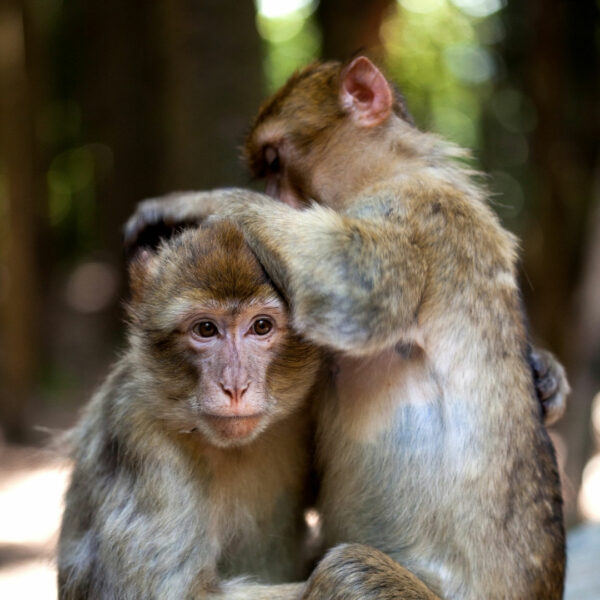 Two monkeys interacting