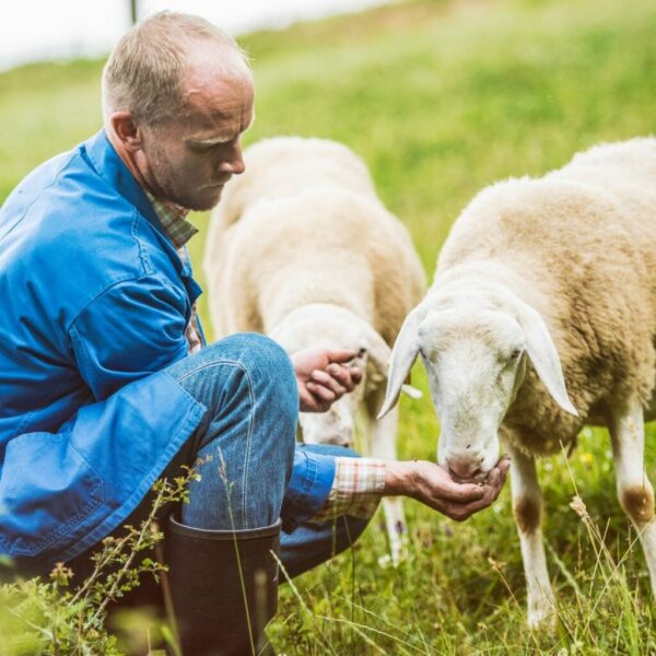 A man feeding two sheep