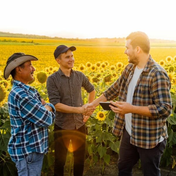 Three men standing in front of a sunflower field
