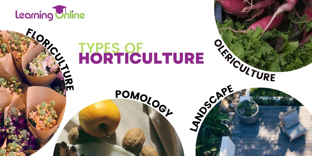 Types of horticulture infographic