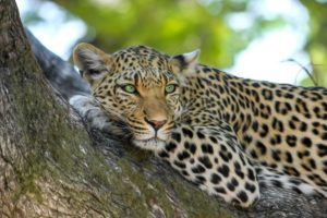 A leopard sitting in a tree