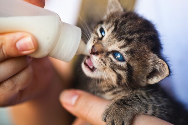 Animal care course