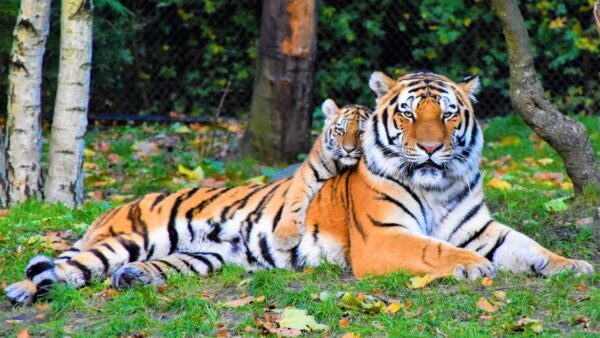 Carnivore zoology course