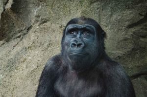 Primate zoology course overview
