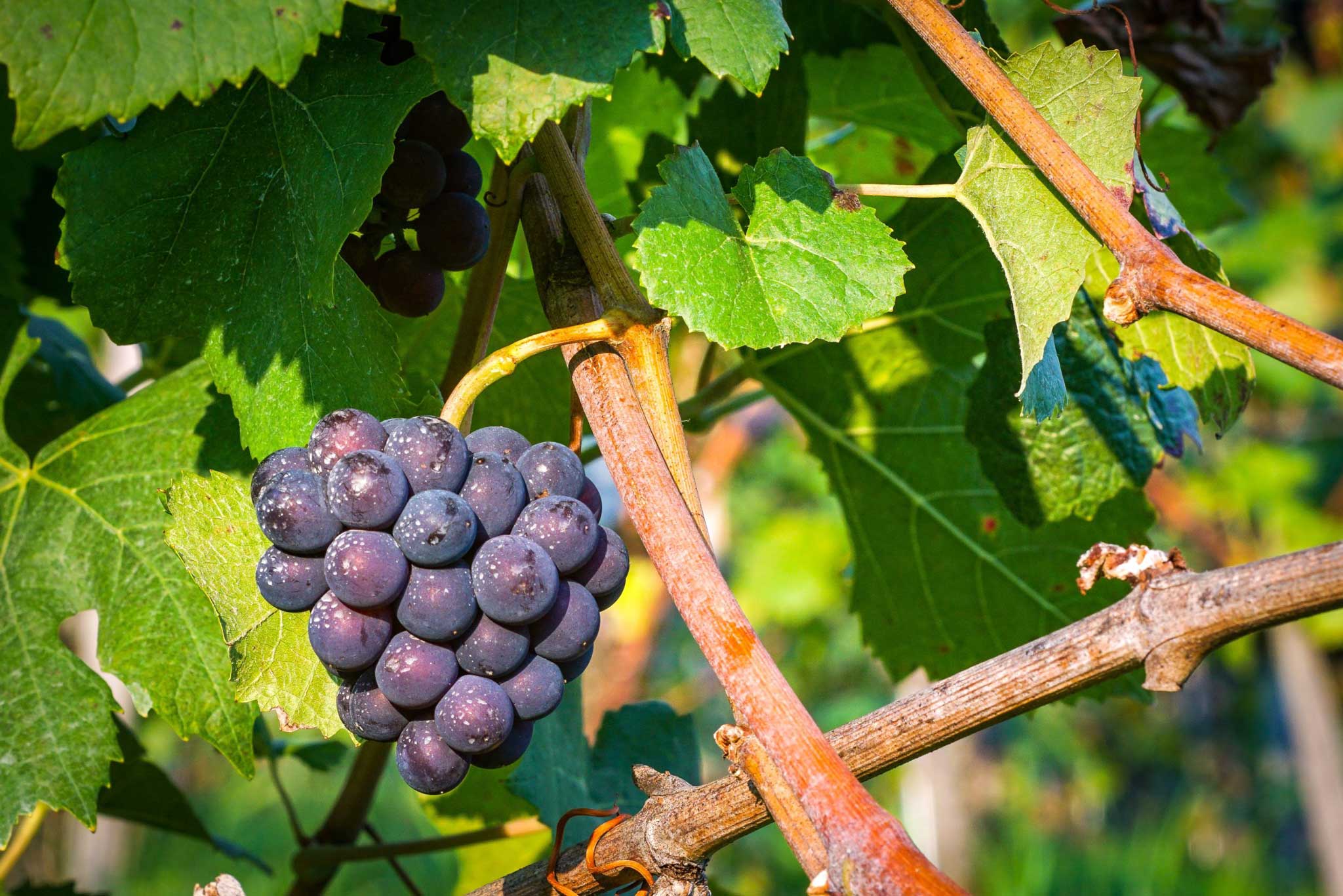 Certificate in Viticulture New Zealand Learning Online