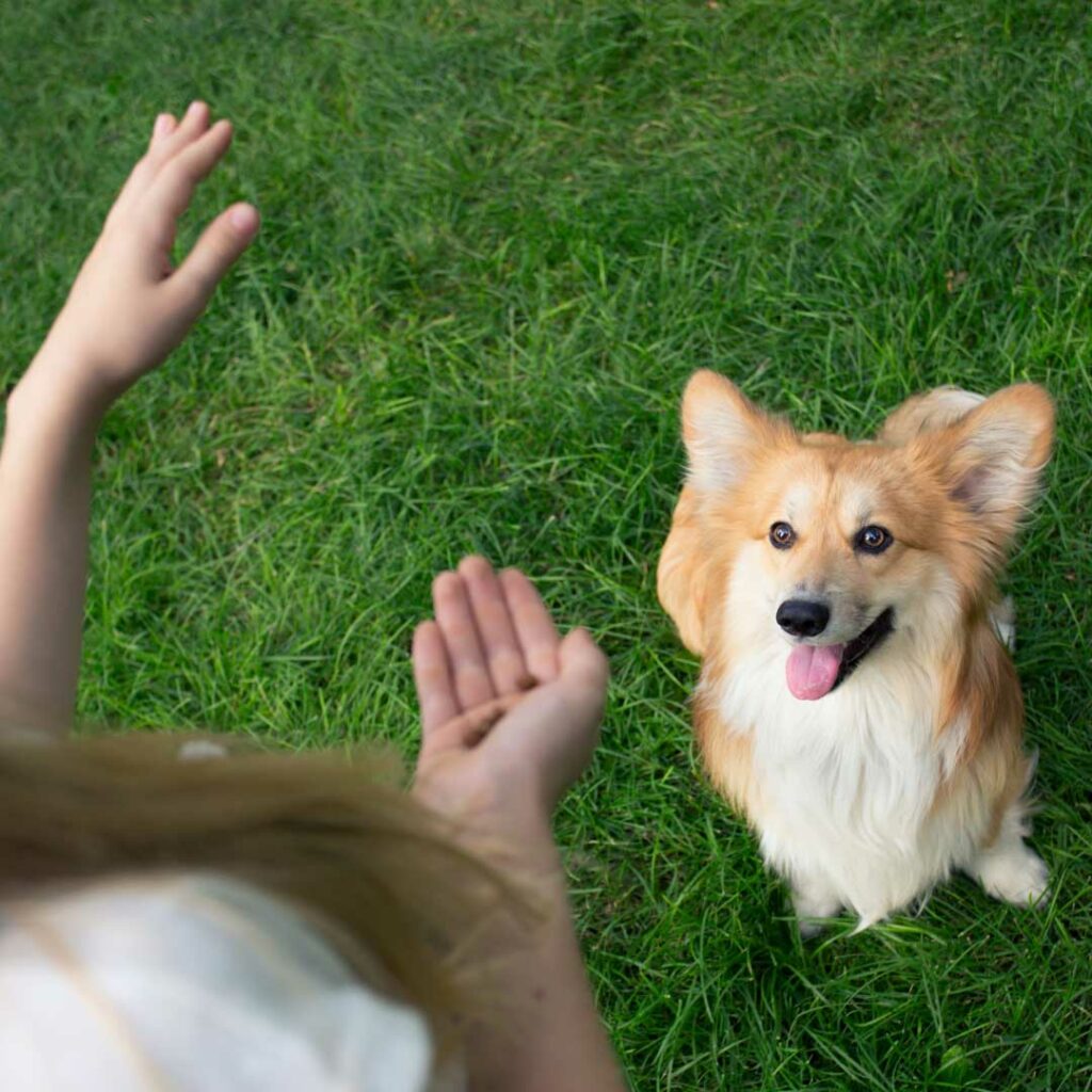 What are the 7 basic dog commands new zealand learning online