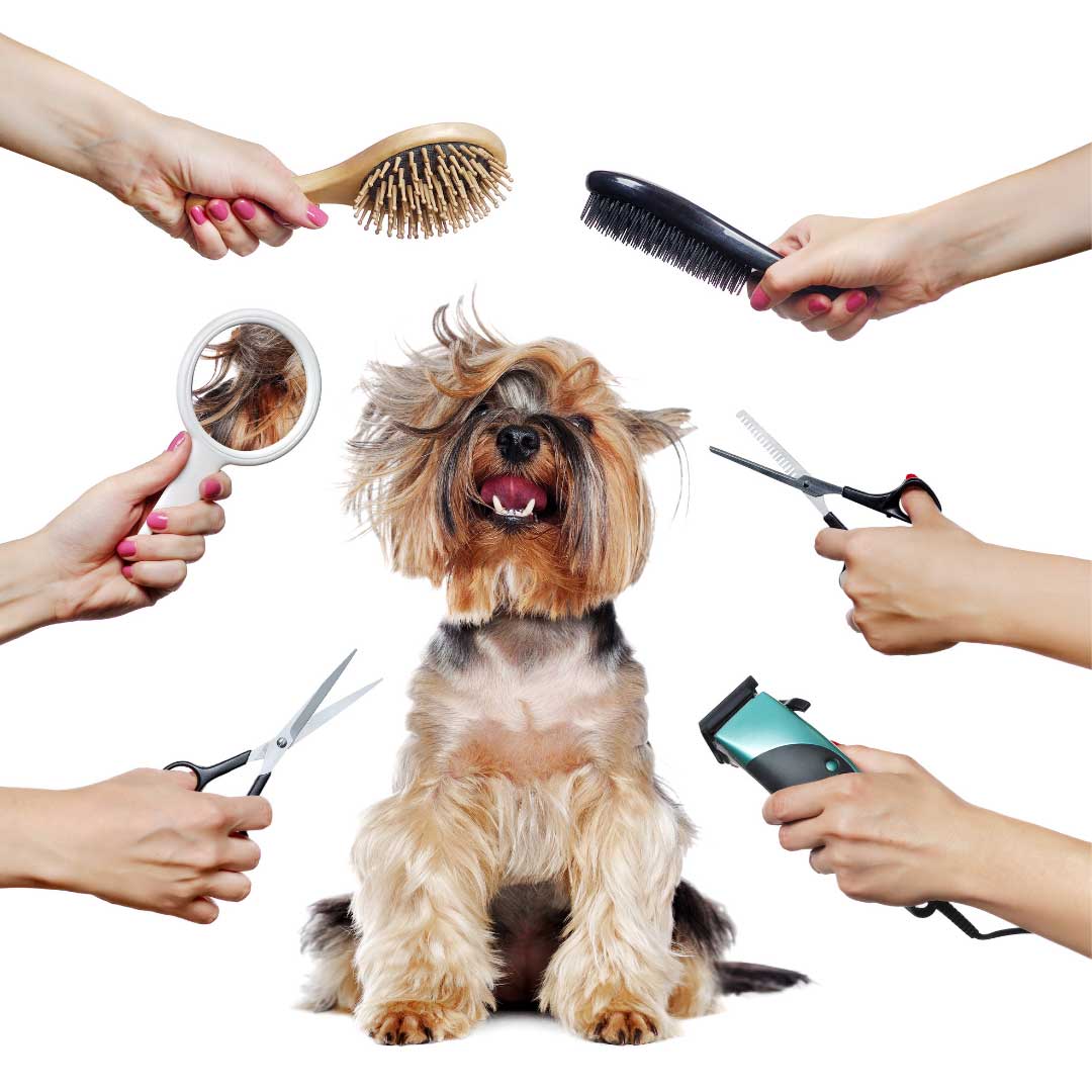 The top 5 musthaves for your dog grooming kit
