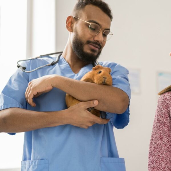 Vet assistant holding a guinea pig
