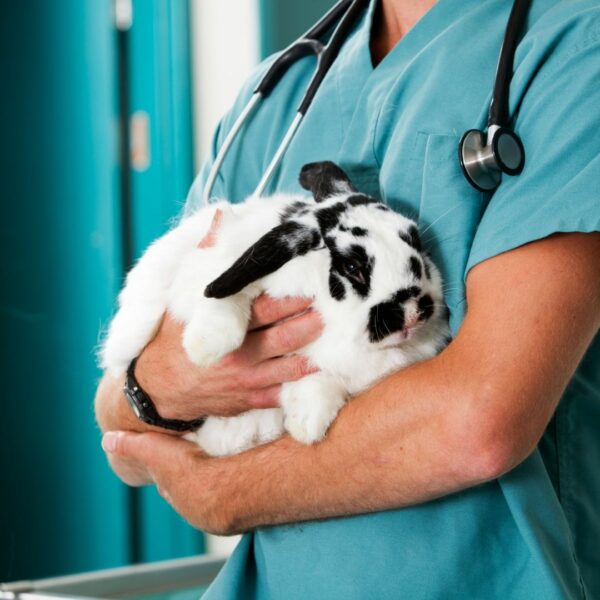 vet assistant holding a rabbit