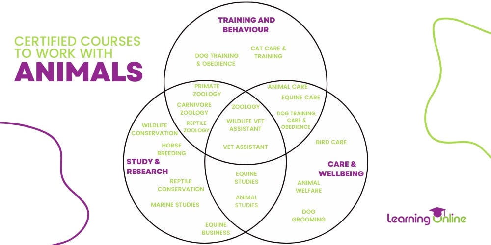 Certified courses to work with animals infographic