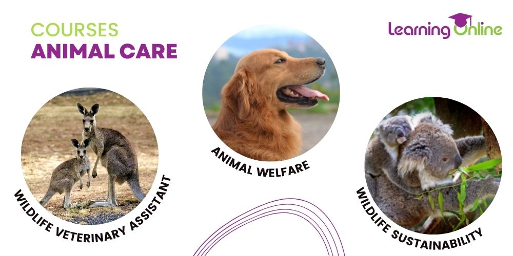 Courses animal care infographic 1